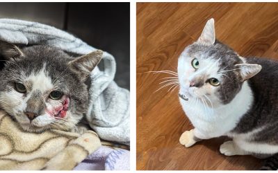 Grayson’s journey, powered by the Albus Fund