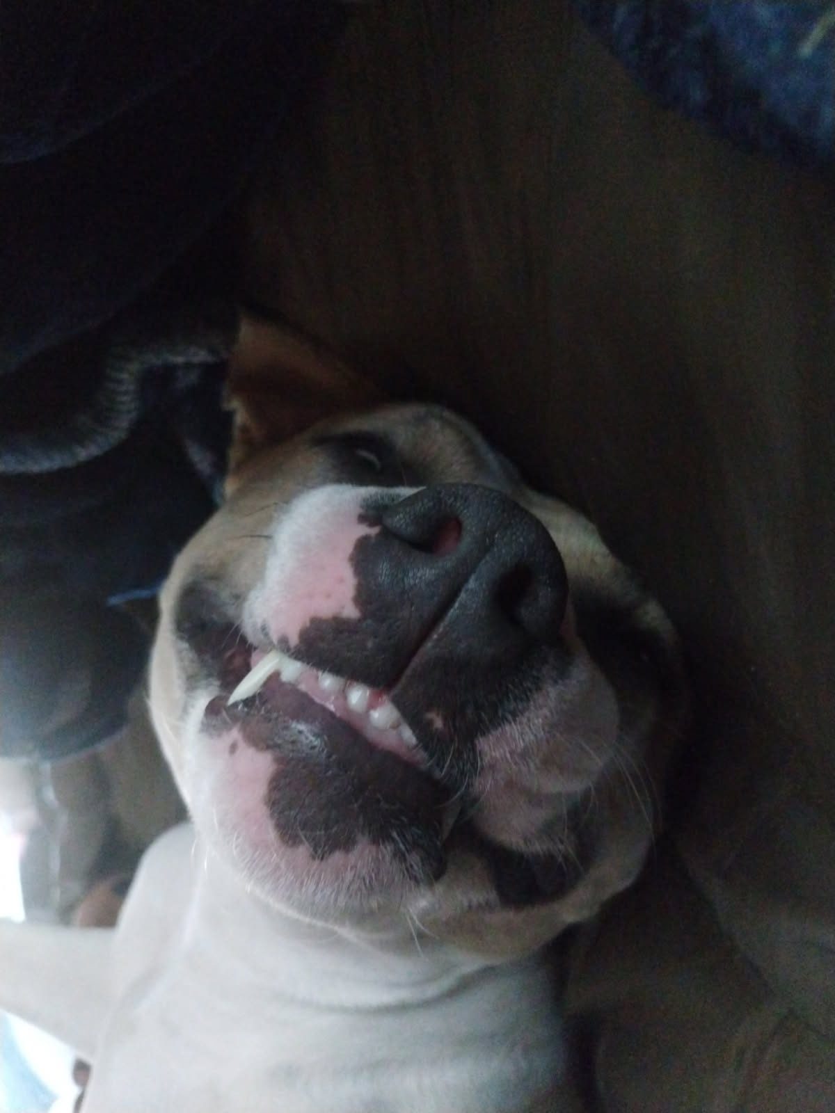 A clients dog resting his head