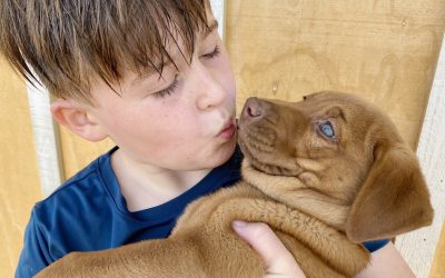 C.A.R.E.4Paws will offer boarding for pets living with struggling families