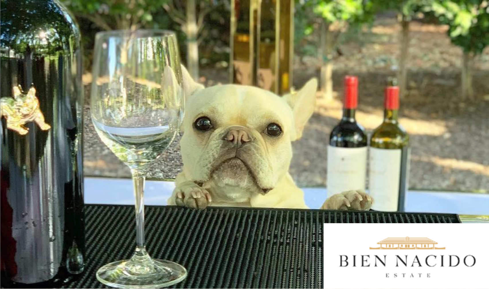 A dog at Bein Nacido peeking over the wine counter to say hello