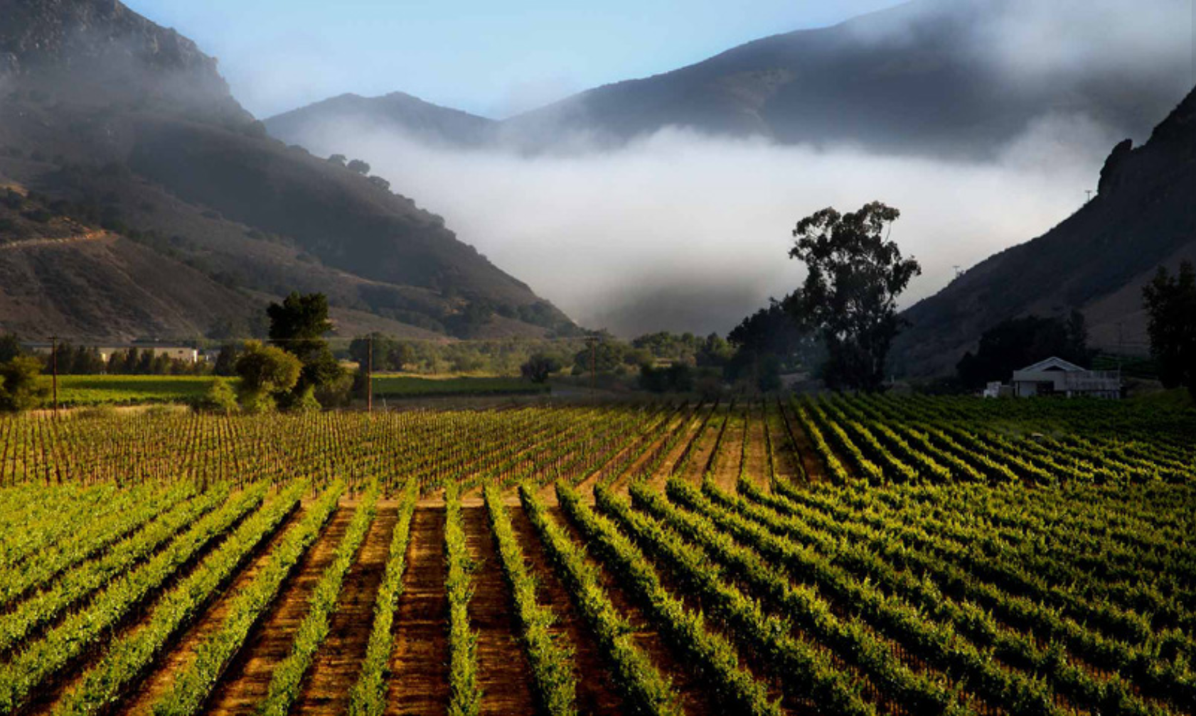 Bein Nacido vineyard with clouds hovering over the valley in the distance