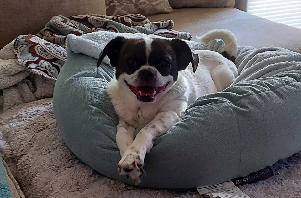 Small black and white dog laying in a dog bed