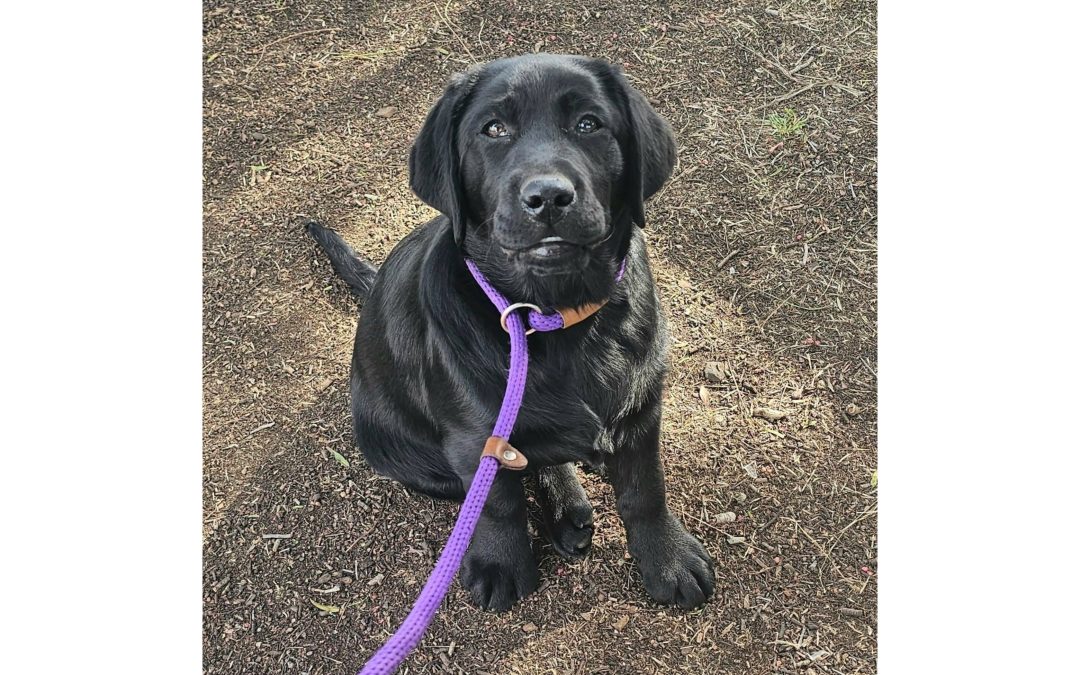 Miss Whisper enjoyed her pet wellness visit