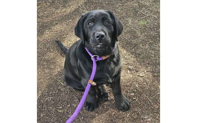 Miss Whisper enjoyed her pet wellness visit
