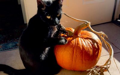 Neutered at a fantastic price