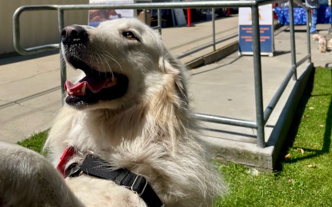 White pup jumping up to say hi