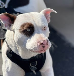 Close up of a white and brown pit bull