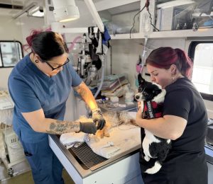 Two dogs being assisted by our mobile clinic staff during a pet wellness clinic