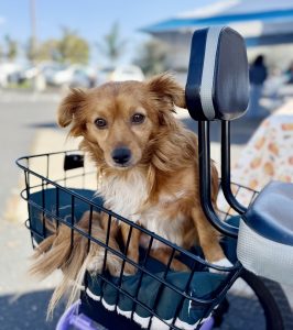 Small golden dog in bicycle basket