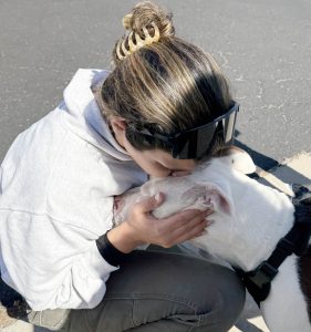 Lady kissing a white pit bull