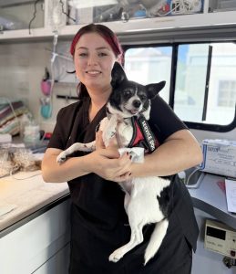 Small black and white service dog visiting C.A.R.E.4Paws mobile community medicine and spay/neuter outreach clinic