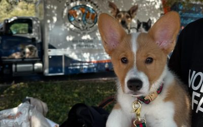 Affordable and compassionate pet care