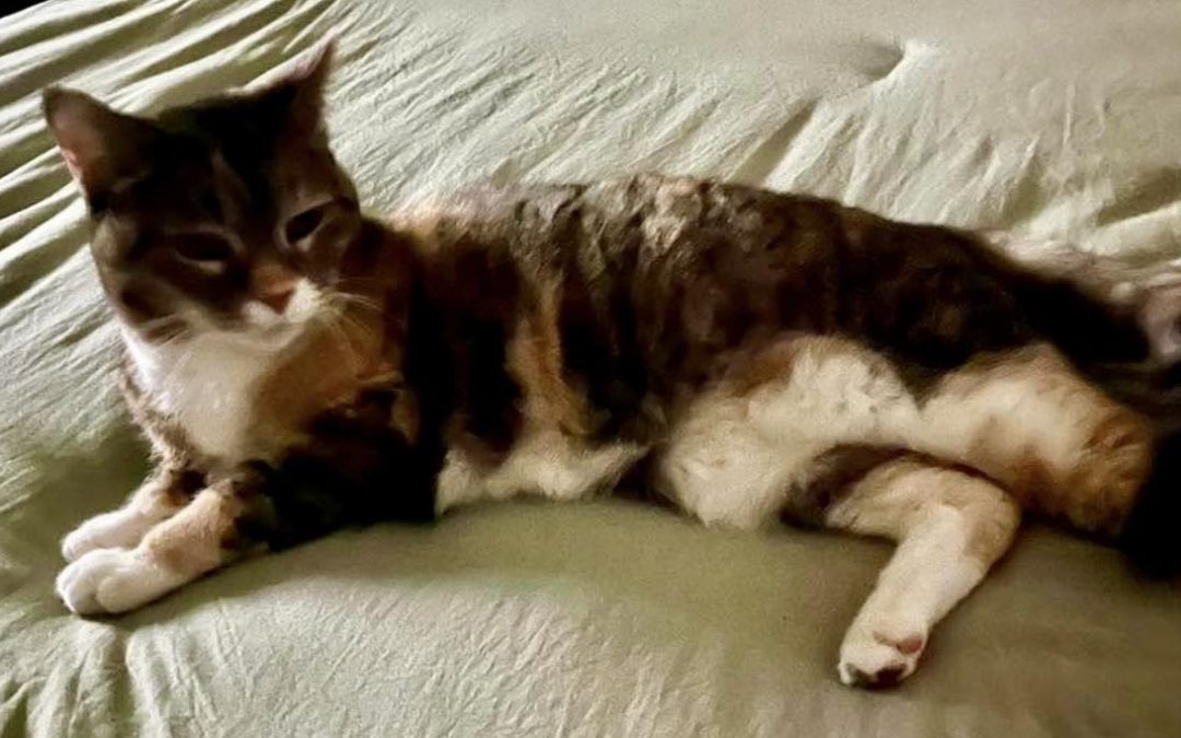 Low-cost pet wellness services