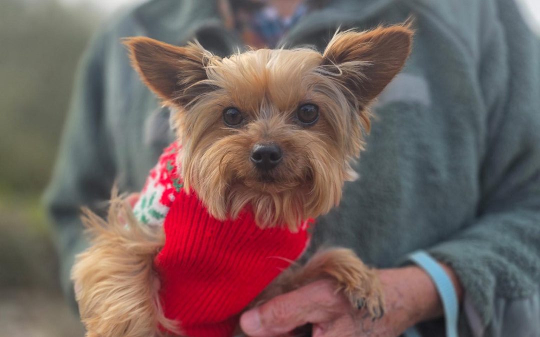 Baby Jelly Bean wearing his puppy sweater at C.A.R.E.4Paws mobile clinic in Guadalupe, California