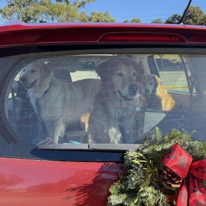 Three golden retrievers going through our donation drive-thru station
