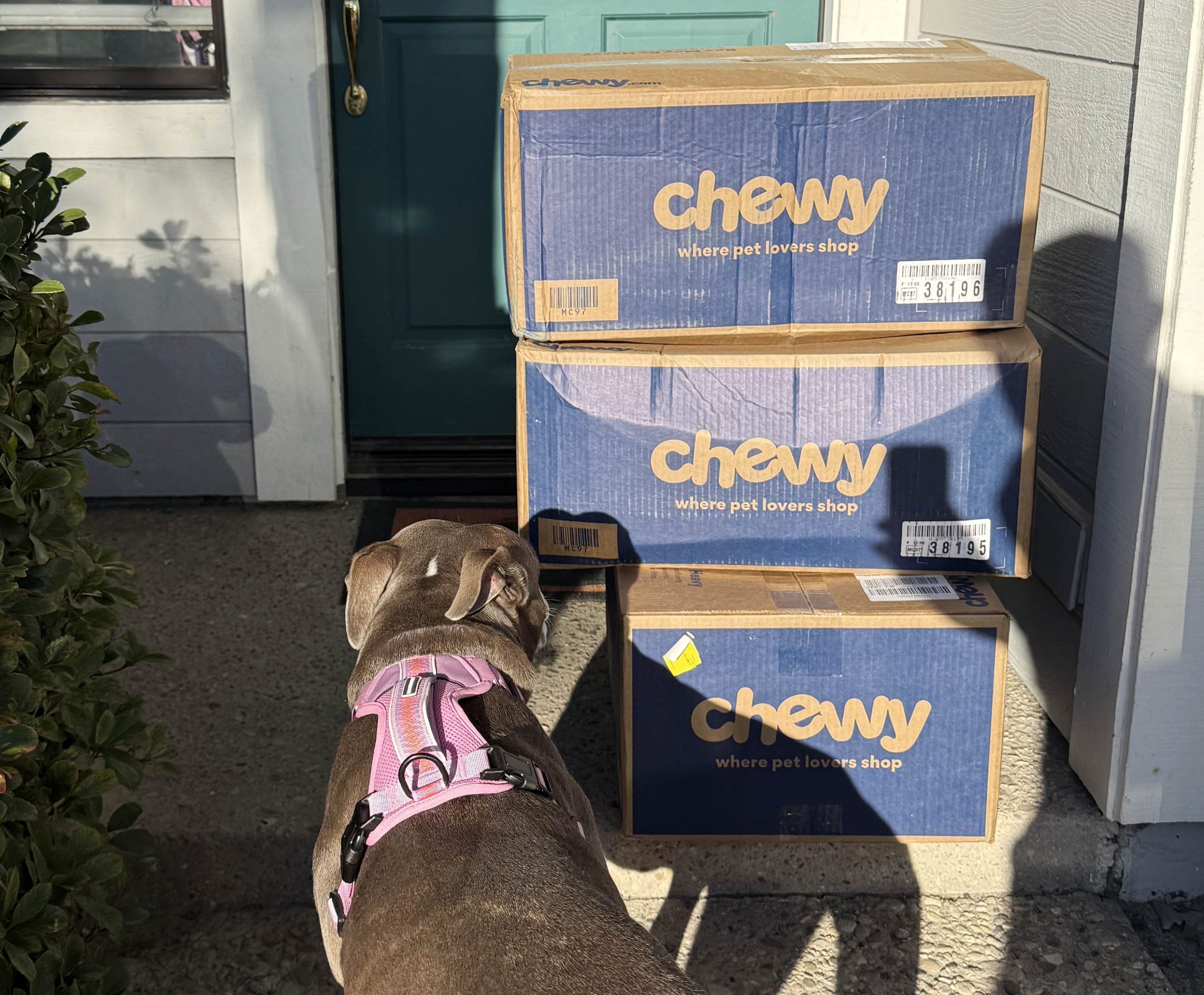 Ambassador LuLu arrives home to a delivery of three large boxes from our Chewy wishlist in support of our Howliday Donation Drive