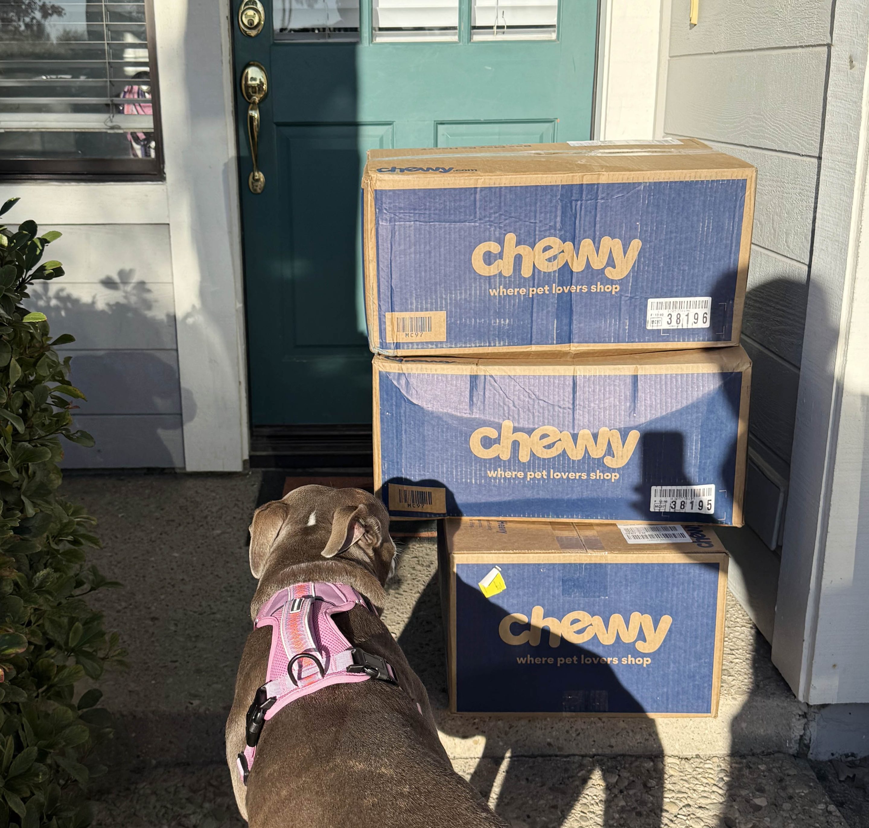Ambassador LuLu arrives home to a delivery of three large boxes from our Chewy wishlist in support of our Howliday Donation Drive
