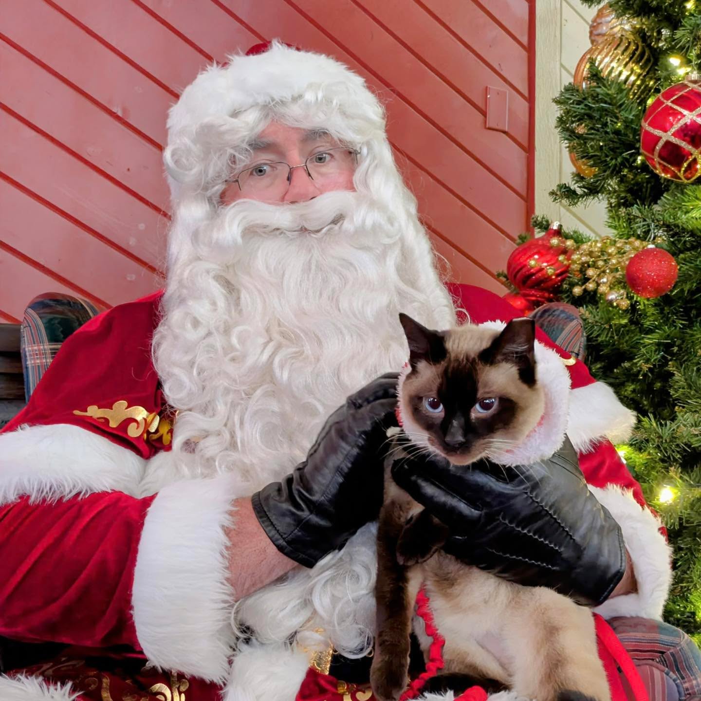 Santa at our Edwards Barn in Arroyo Grande posing for a photo with a Siamese cat