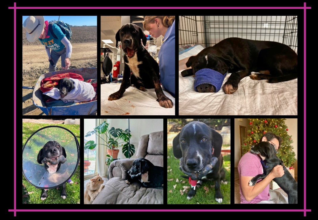 Rita's Road to Recovery collage of a dog recovering from injuries