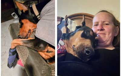 Rebel’s lifesaving surgery