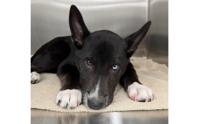 Albus Fund provides critical lifesaving care for Bear