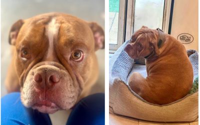 Hercules’ deep ear cleaning