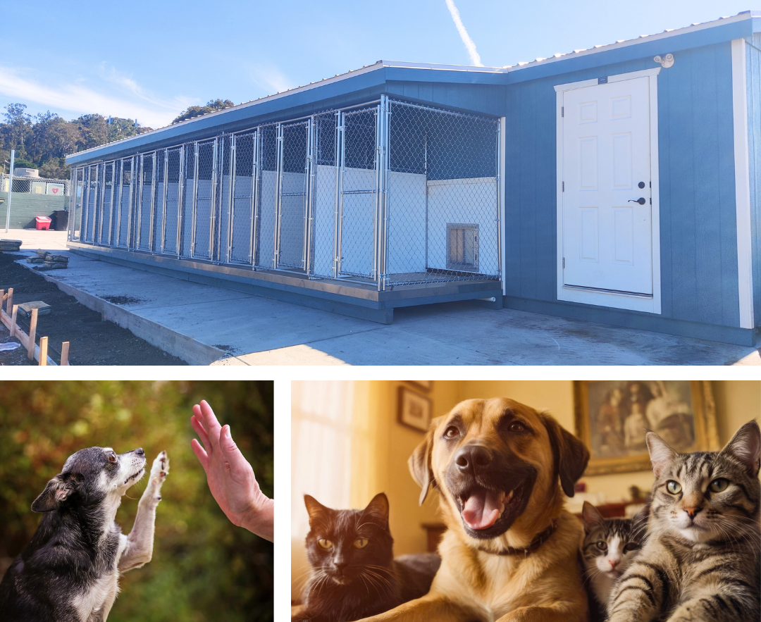 Pet Refuge collage