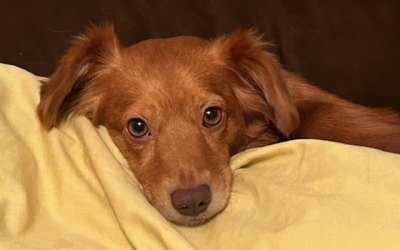 Chili’s journey to health