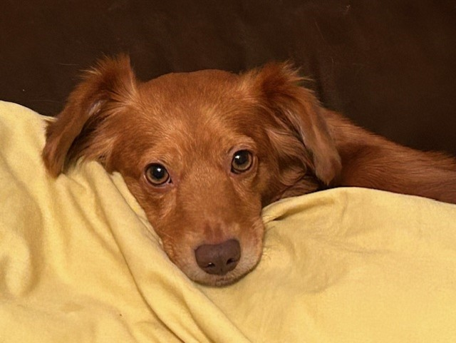 Chili the dog was struggling with Intervertebral Disc Disease (IVDD), she is now on the mend