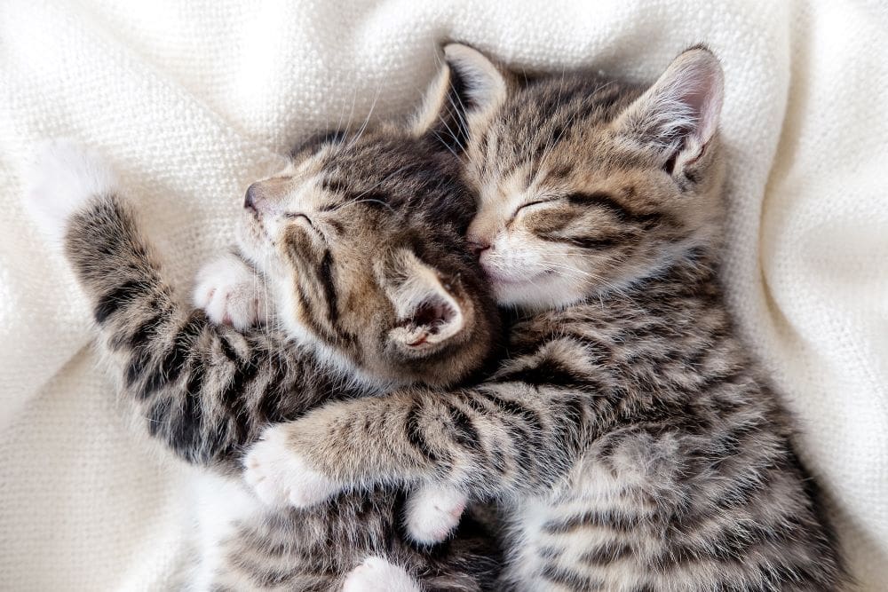 Two kittens cozy, warm and safe