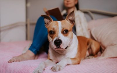 C.A.R.E.4Paws opens a confidential, free emergency boarding facility to support Central Coast pet families navigating domestic abuse and other life crises