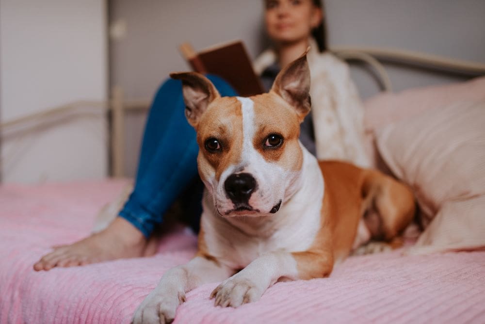 C.A.R.E.4Paws opens a confidential, free emergency boarding facility to support Central Coast pet families navigating domestic abuse and other life crises