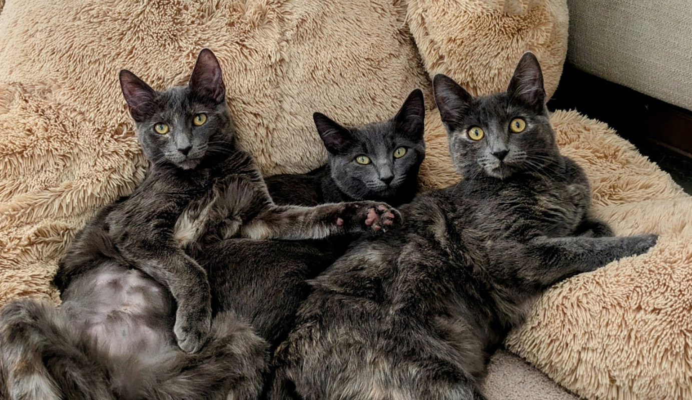 Three sterilized black cats curled up together on fluffy pillows; C.A.R.E.4Paws offers affordable spay and neuter services and transparent pricing for pet owners in Santa Barbara County and San Luis Obispo County.