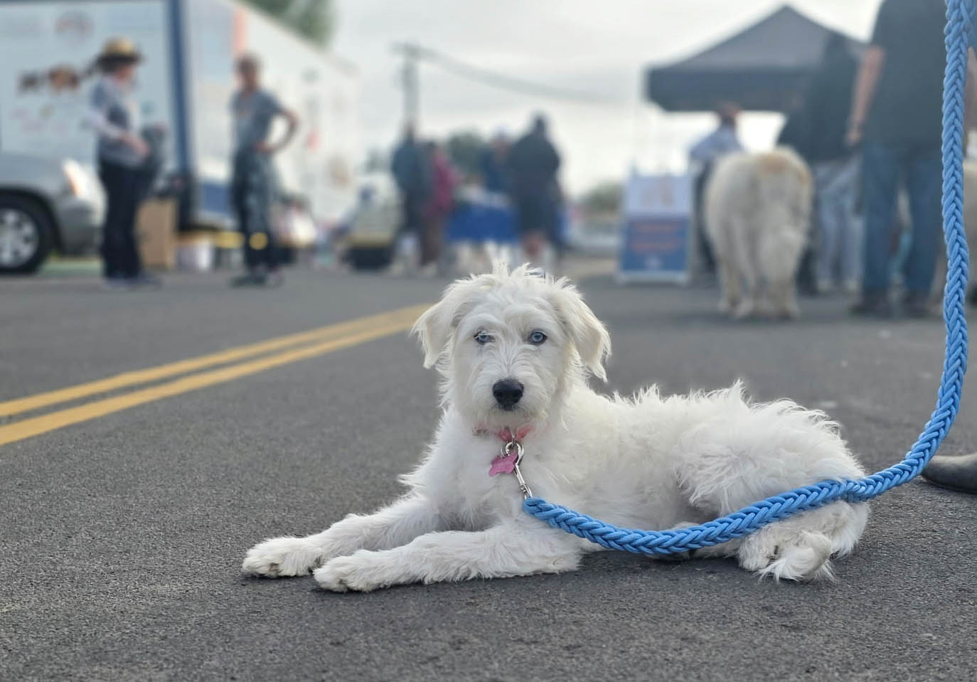 Spay and neuter services at low-cost for pet families in need.