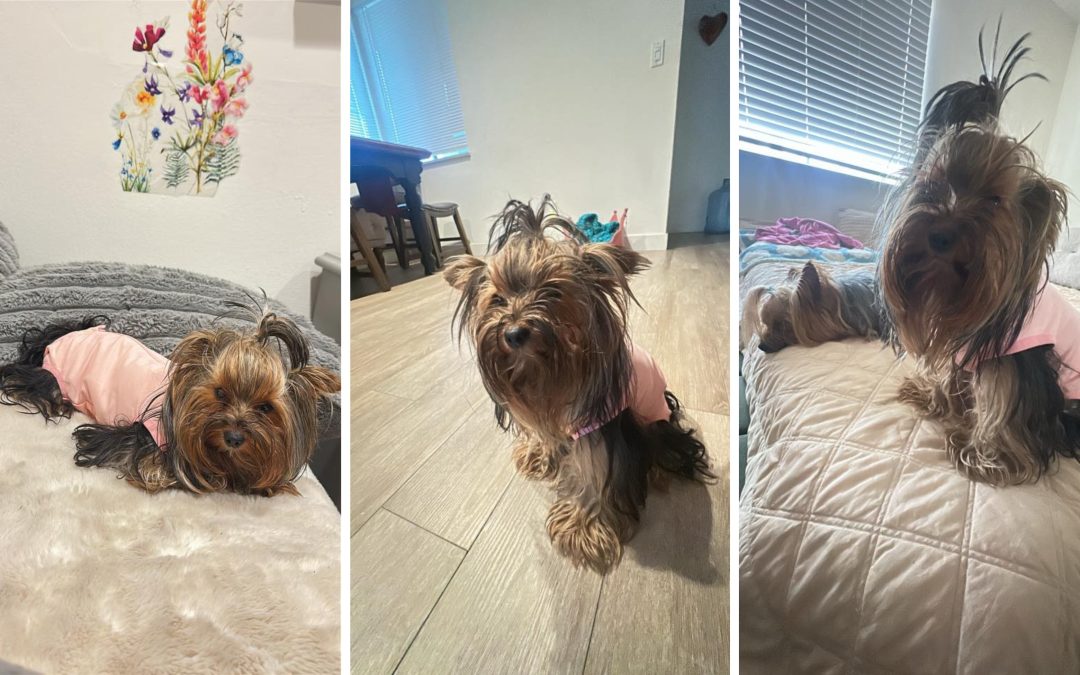 Small dog in pink spay/neuter surgery recovery outfit