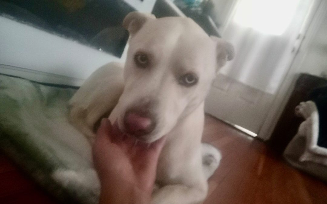 C.A.R.E.4Paws Happy Tails Stories Pets are family