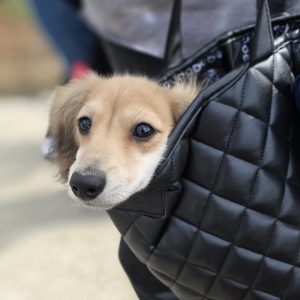 Small dog securely cradled in a black handbag