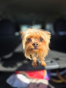 Small golden dog
