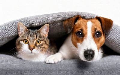 Happy Tails Celebration Raises Over $250,000 and Launches a Month-Long Community Cares Campaign with $60,000 Match