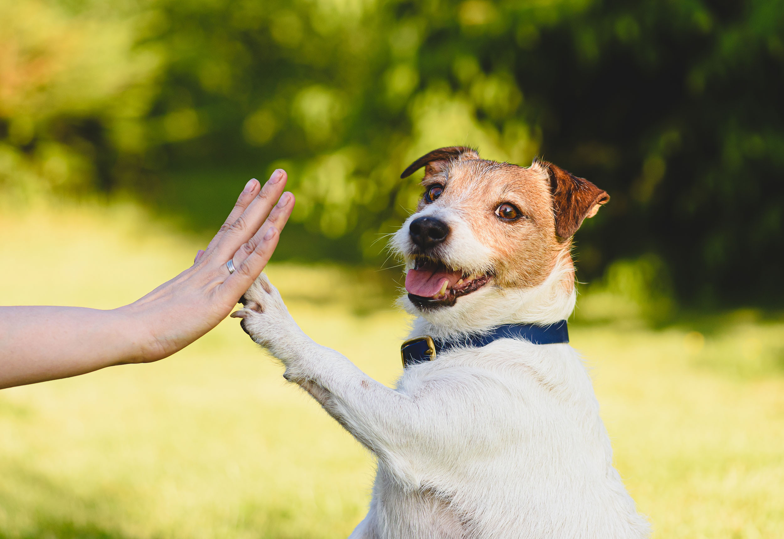 Dog gives paw to a woman making high five gesture to celebrate the Community Cares Campaign to help pet families in need on California's Central Coast
