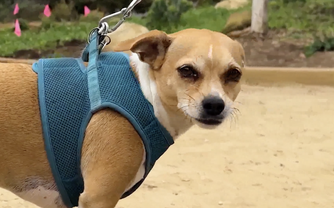 Sweet little dog looking into the camera