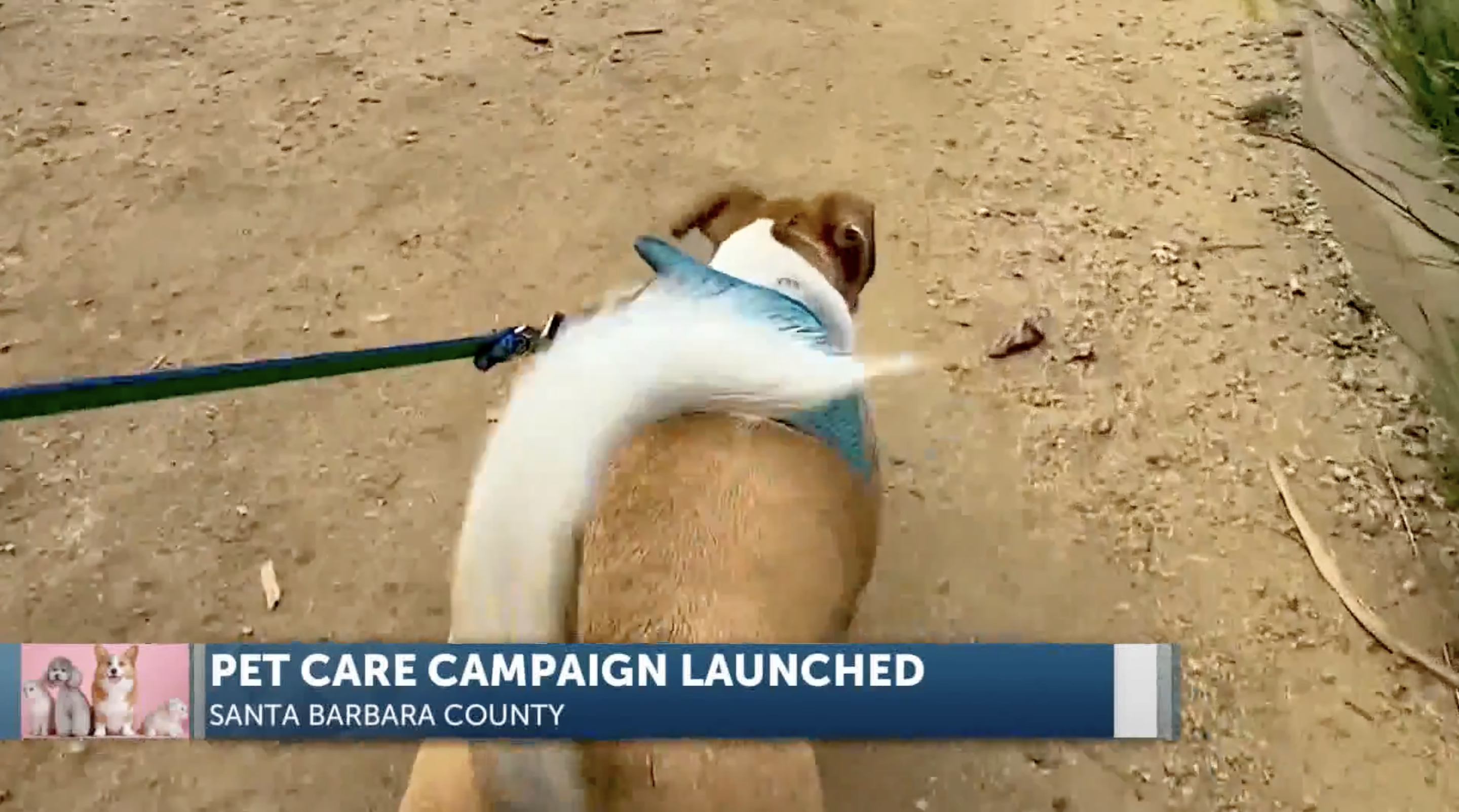 A dog excitedly walking on a leash
