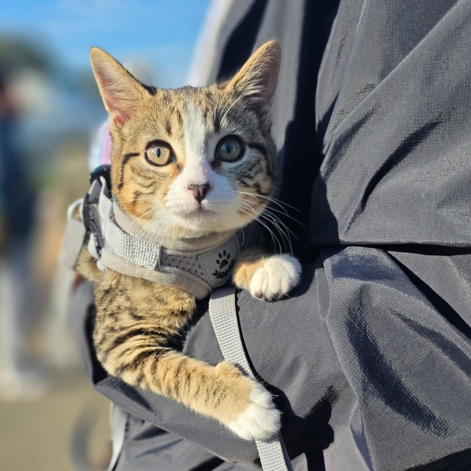 A cat wearing a harness attending C.A.R.E.4Paws mobile clinic for pet vaccines
