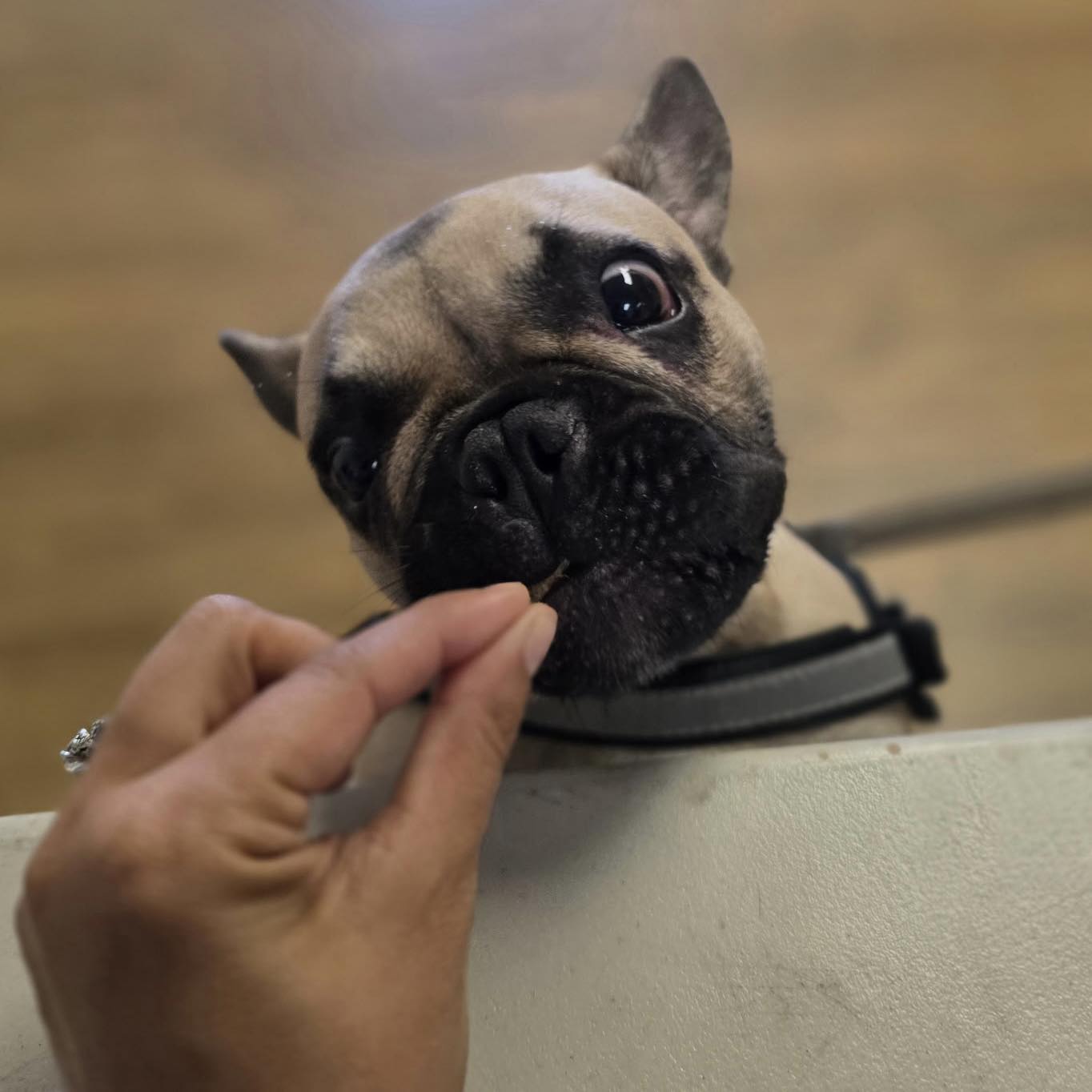 Puppy receiving a treat