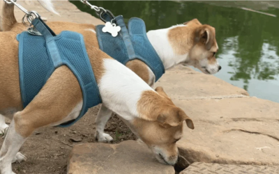 Local Animal Rescue Partnership Offers Free Microchips Ahead of July 4th