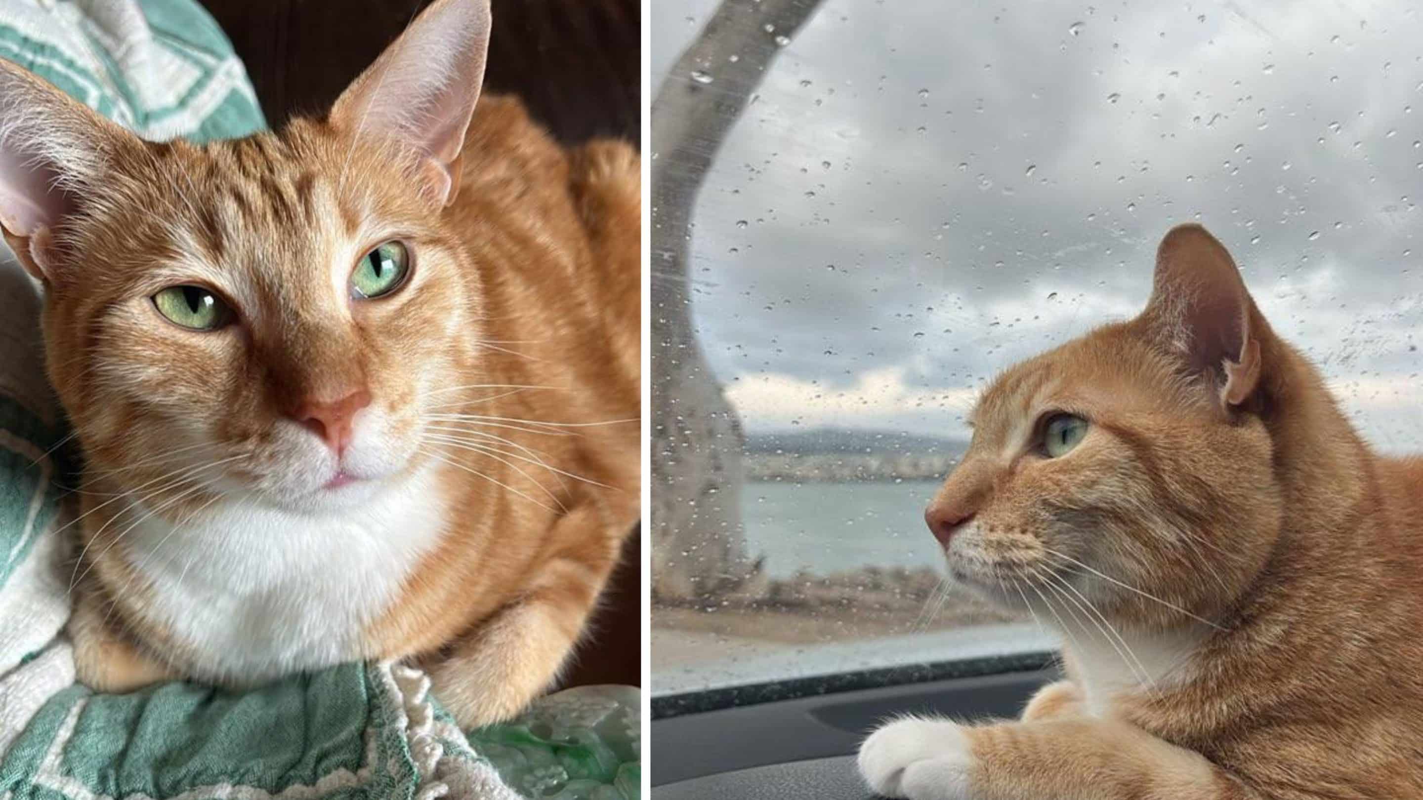 Simon the orange cat
