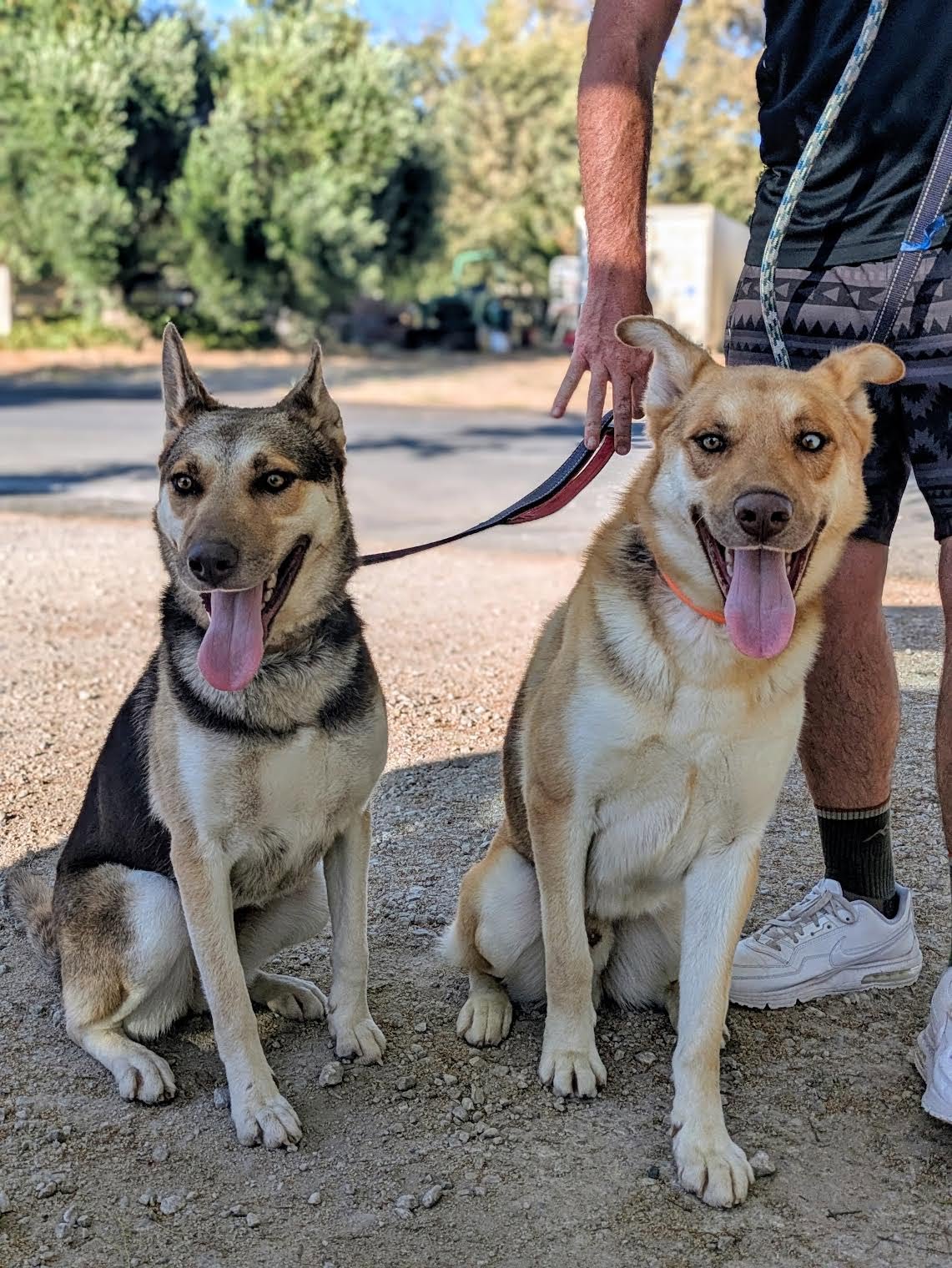 Two beautiful Husky/Shepard mix, brother and sister duo
