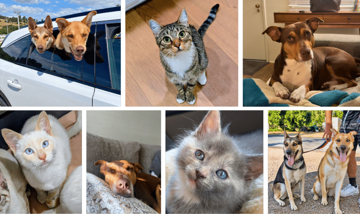 Collage of adoptable pets through the Animals in Need Fund