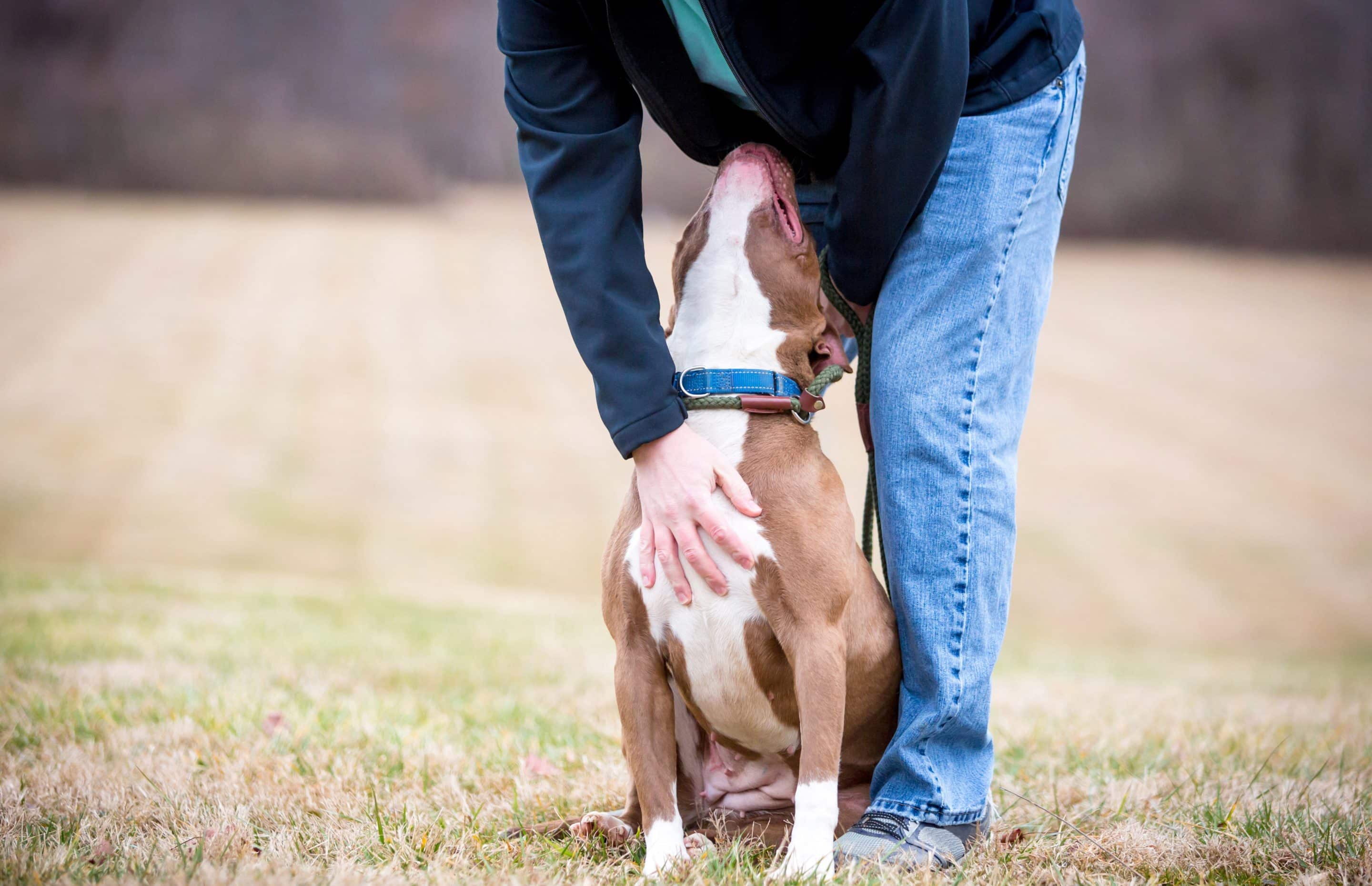 Athena the og showing gratitude by looking up at her person