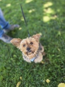 Dog standing on hind feet to say hello at C.A.R.E.4Paws Mobile Pet Wellness Clinic